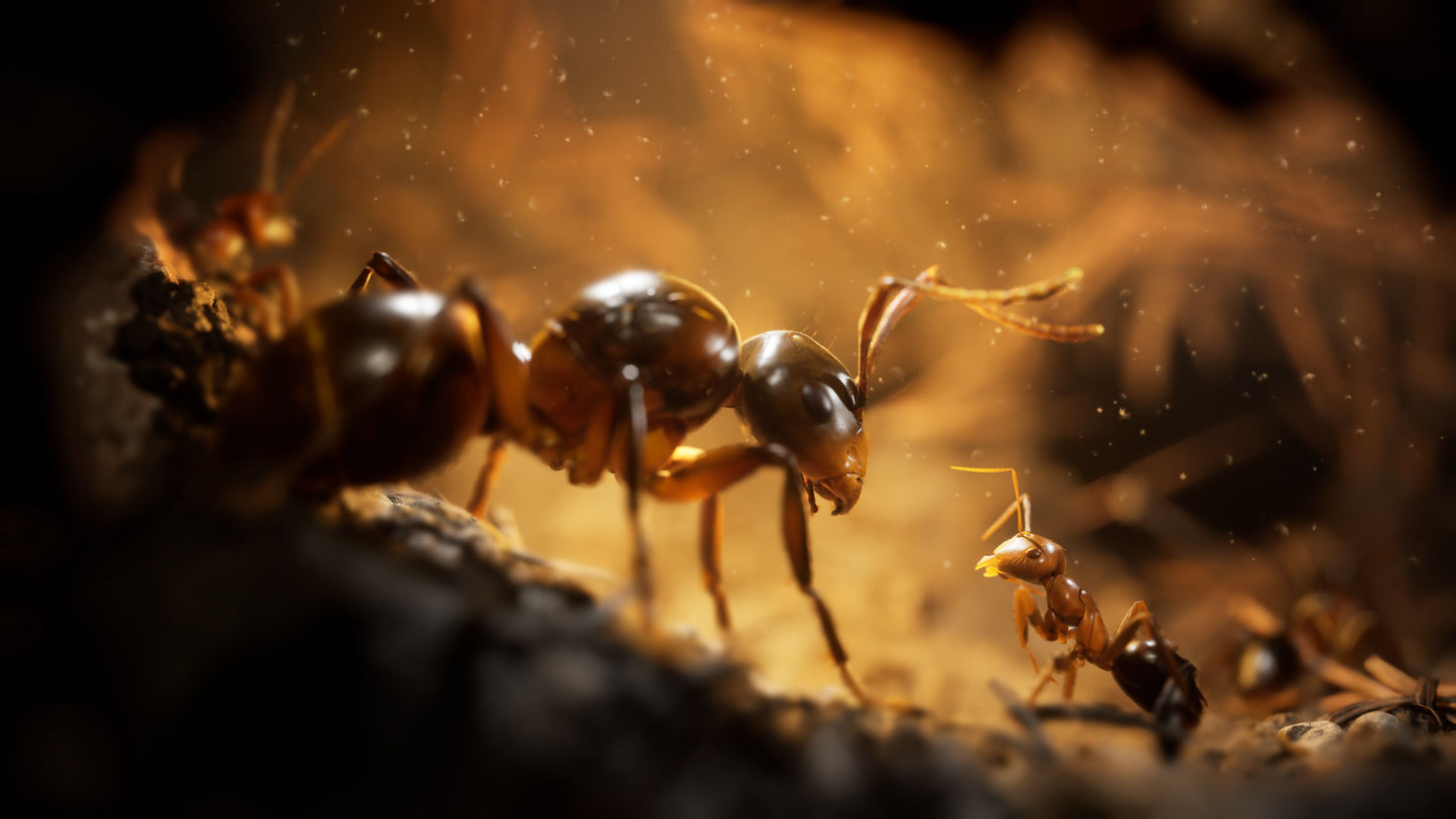 Les Fourmis Edition Limitée
XBOX SERIES X